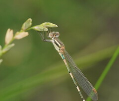 Austrolestes leda