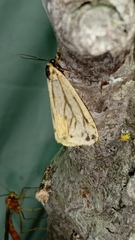 Setina