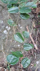 Smilax bracteata