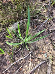 Echiostachys incanus