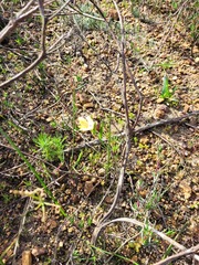 Gladiolus trichonemifolius