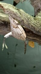 Aplocera praeformata