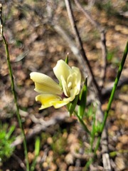 Gladiolus trichonemifolius
