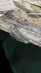 Hypomecis punctinalis