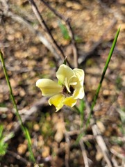 Gladiolus trichonemifolius