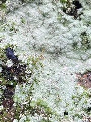 Lepraria finkii