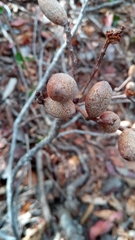 Terminalia arenicola image