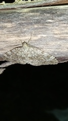 Entephria caesiata