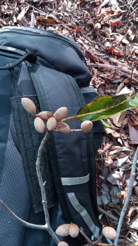 Terminalia arenicola image