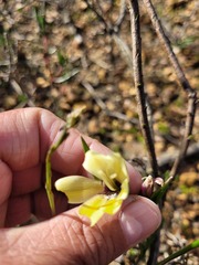 Gladiolus trichonemifolius