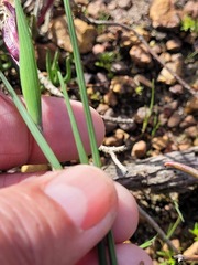 Gladiolus trichonemifolius