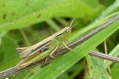 Chorthippus albomarginatus