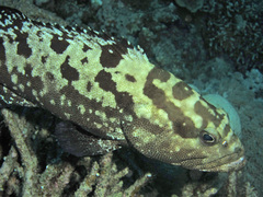 Epinephelus polyphekadion