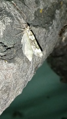 Epirrhoe galiata