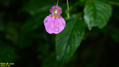 Impatiens textorii