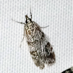 Scoparia pyralella