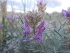 Astragalus flavus argillosus