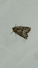 Oligia strigilis