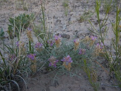 Astragalus flavus argillosus