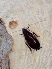 Drymaplaneta semivitta