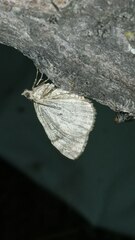 Hydriomena furcata