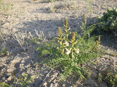 Peteria thompsoniae
