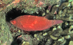 Cheilinus oxycephalus