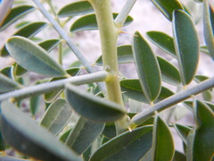 Peteria thompsoniae