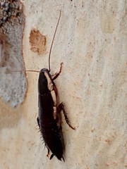 Drymaplaneta semivitta