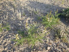Peteria thompsoniae