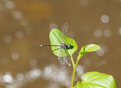 Eusynthemis brevistyla