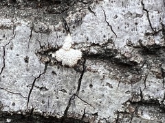 Lecanora caesiorubella