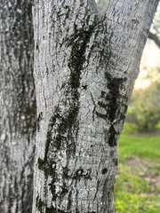 Lecanora caesiorubella