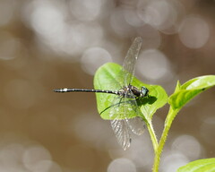 Eusynthemis brevistyla