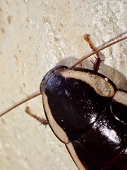 Drymaplaneta semivitta