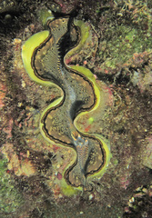 Tridacna maxima