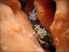 Gnathophyllum americanum