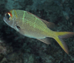 Monotaxis heterodon