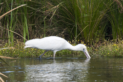 Platalea flavipes