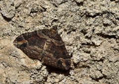 Catarhoe hortulanaria