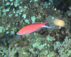 Pyronotanthias smithvanizi