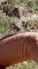 Erebia montanus