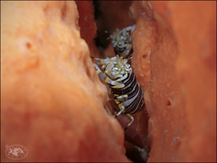 Gnathophyllum americanum