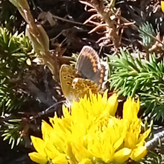 Plebejus argus