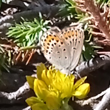 Plebejus idas