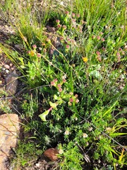 Ruschia diversifolia