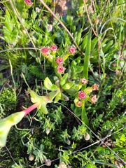 Ruschia diversifolia
