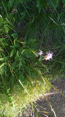 Phyteuma betonicifolium