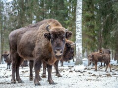 Bison bonasus