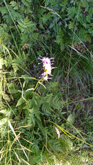 Phyteuma betonicifolium